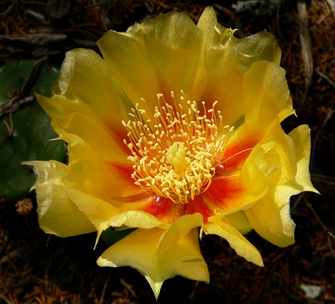 {Opuntia cespitosa}
